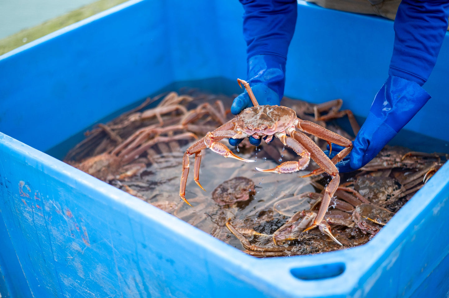 Alaskan Bairdi Snow Crab
