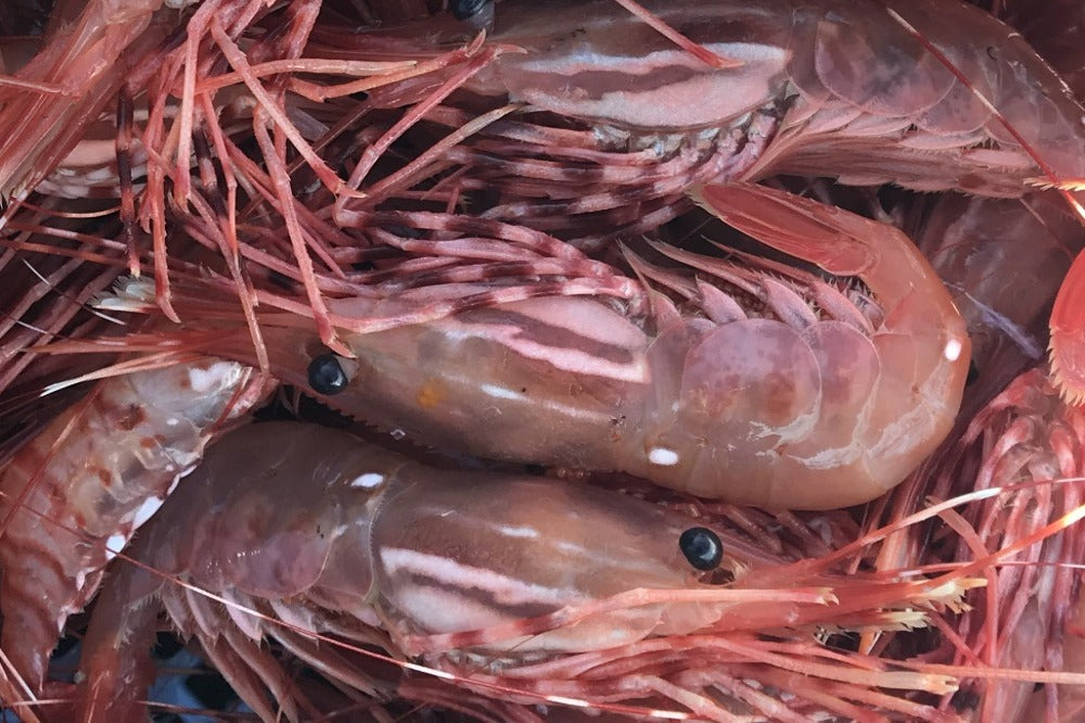 Spot Shrimp