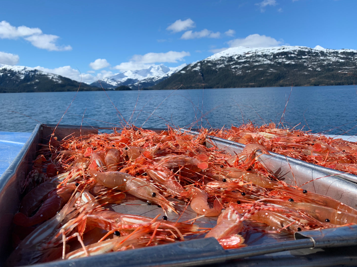 Spot Shrimp