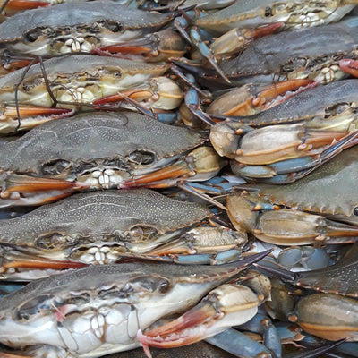 Maryland Soft Shell Crabs, Jumbo, Fresh, Cleaned,6pc