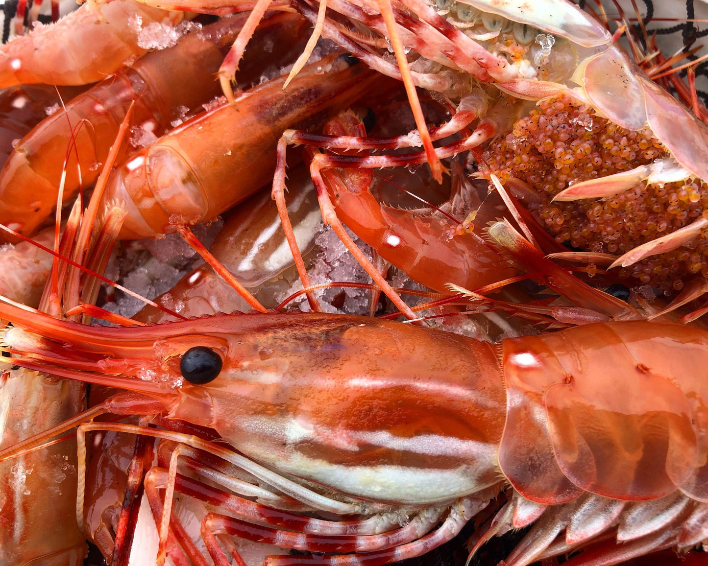 Spot Shrimp