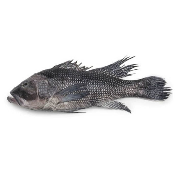 Black Sea Bass,  Whole, Wild Caught,  1 1/2-2 lb Ea.