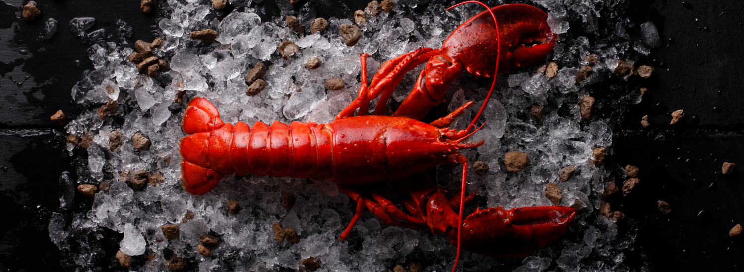Lobster