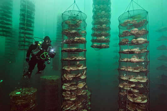 Peruvian Scallops Regeneratively Farmed (72 each)