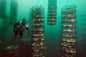 Peruvian Scallops Regeneratively Farmed (72 each)