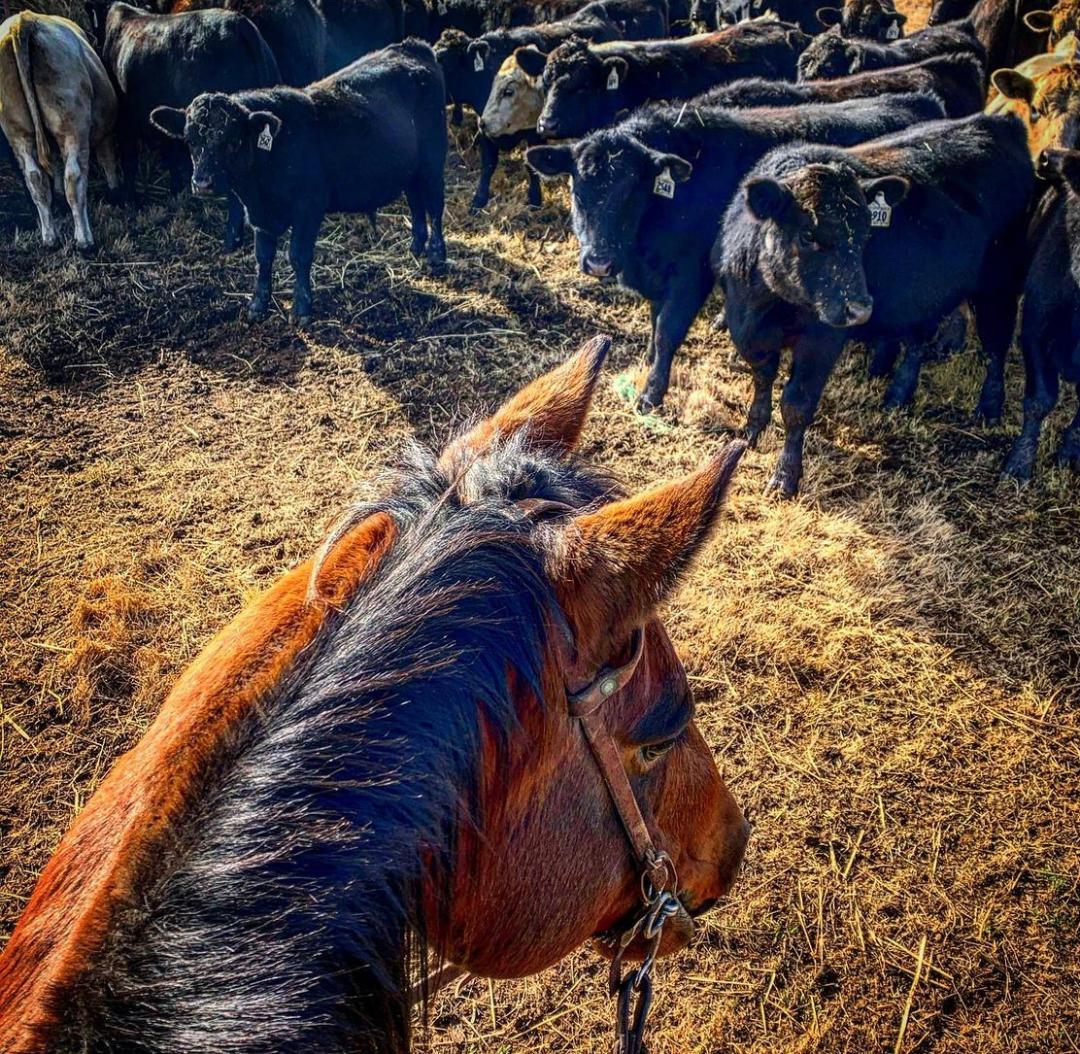 RANCHER'S BEEF GROUND BEEF BOXES