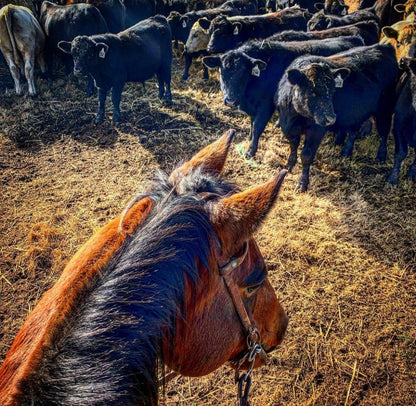 RANCHER'S BEEF GROUND BEEF BOXES