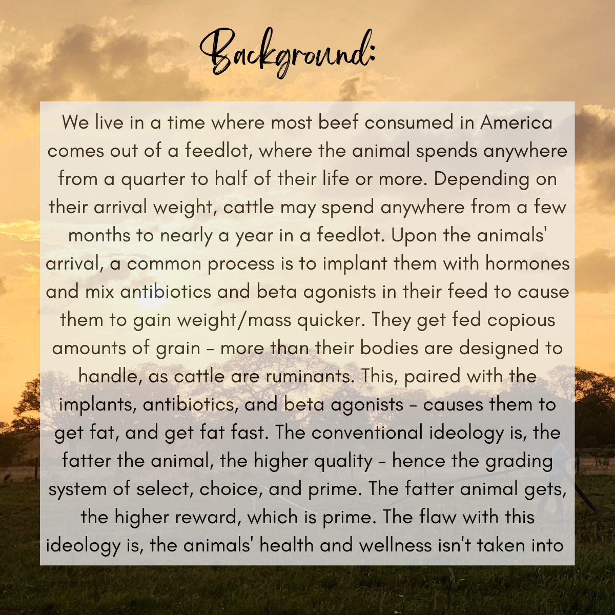 Whole & Half (Side) of Grassfed Beef - Limited Time Only!
