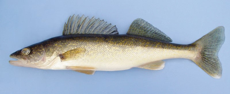 Walleye Pike Fillet, Wild Caught