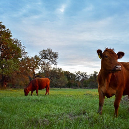 Whole & Half (Side) of Grassfed Beef - Limited Time Only!
