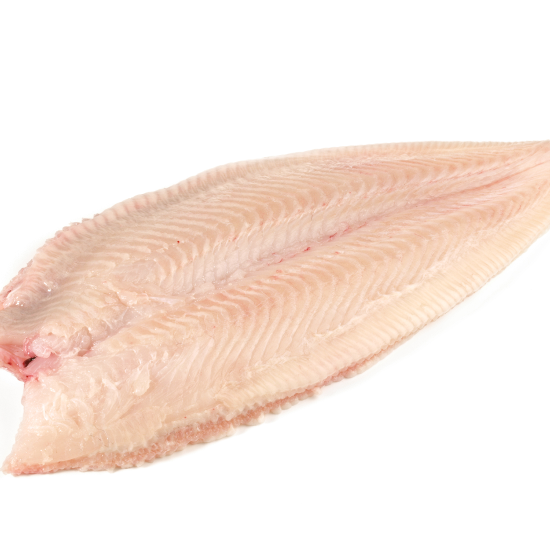Dover Sole, Fresh, Holland, Wild Caught,  1 Lb Ea