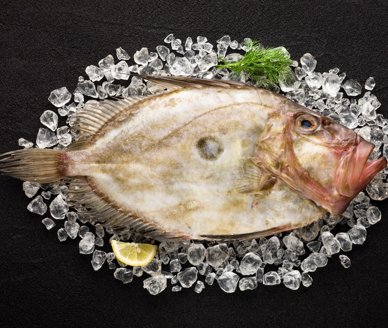 John Dory, Fillet, Wild Caught
