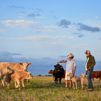 Whole & Half (Side) of Grassfed Beef - Limited Time Only!