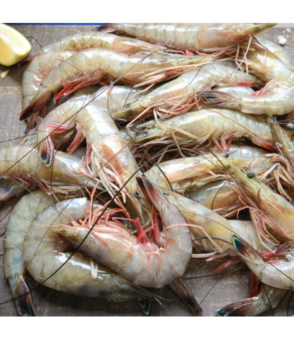 Wild Prawns, Head On, U-15 Ct. Chem Free
