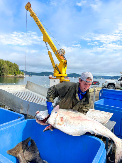 Halibut