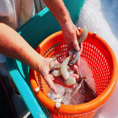 Wild, Domestic USA, Shell On, Texas Gulf Shrimp, 16/20 Count,  Frozen