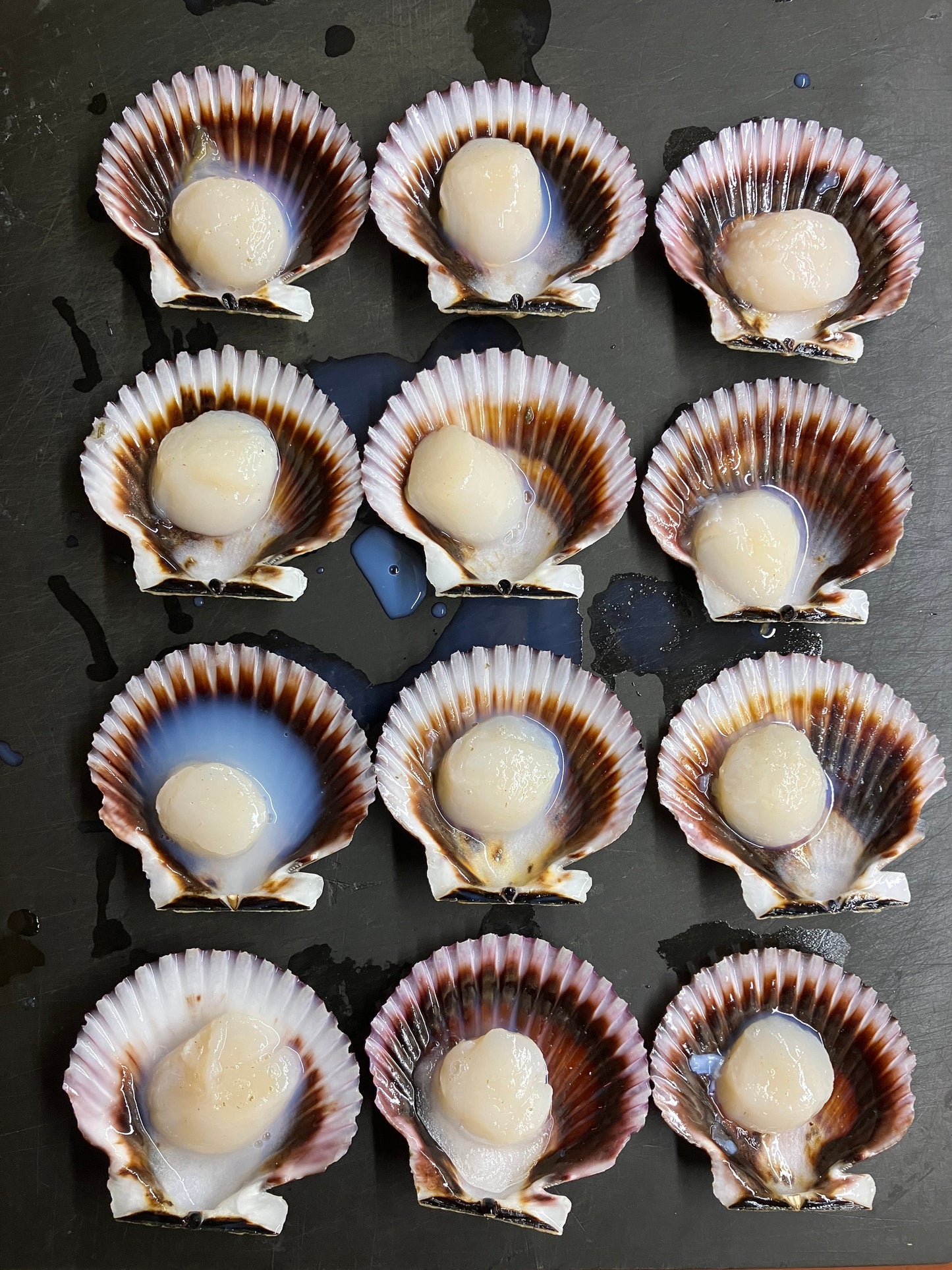 Peruvian Scallops Regeneratively Farmed (72 each)