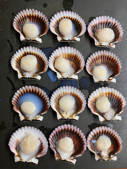 Peruvian Scallops Regeneratively Farmed (72 each)