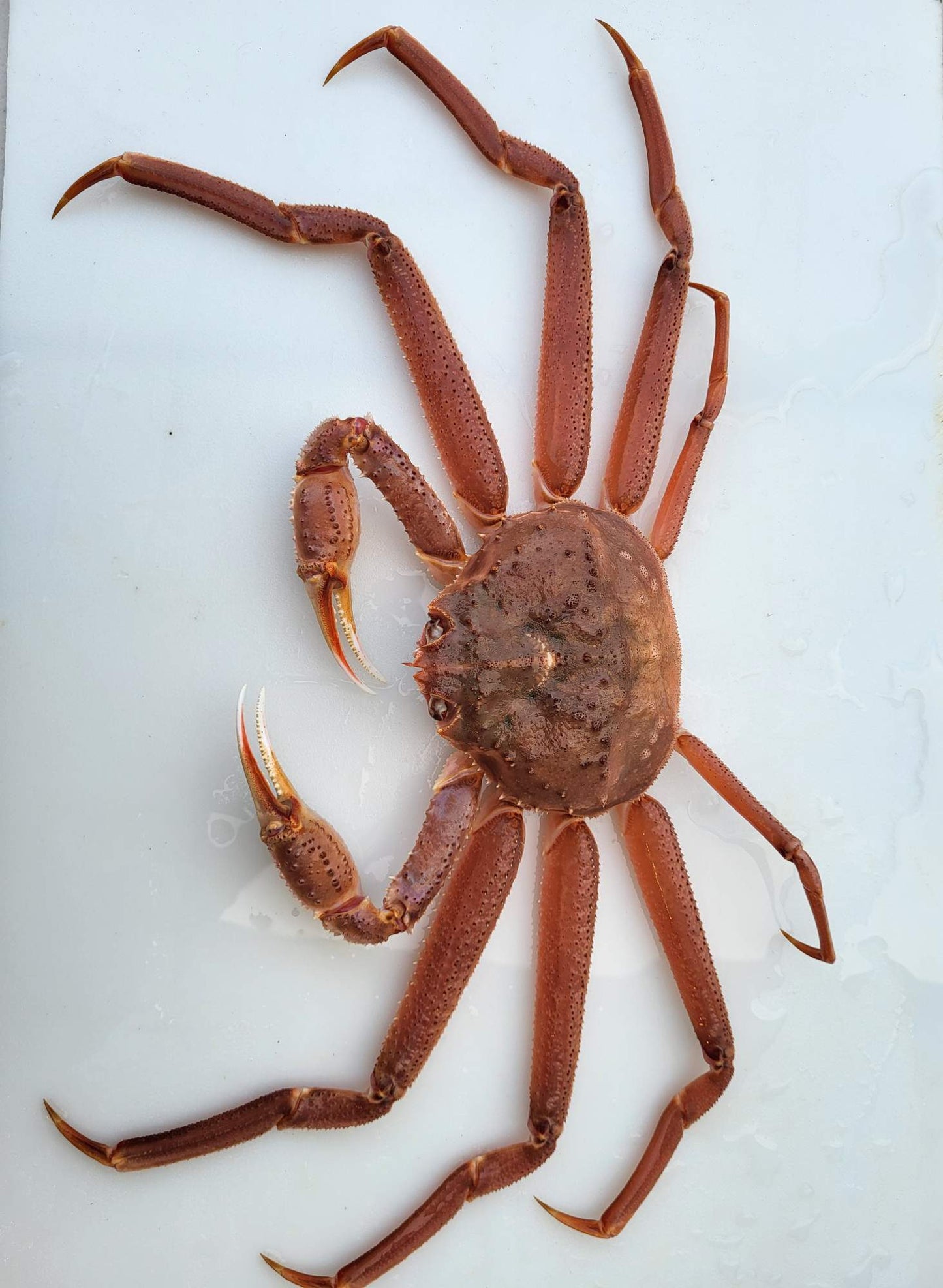 Alaskan Bairdi Snow Crab