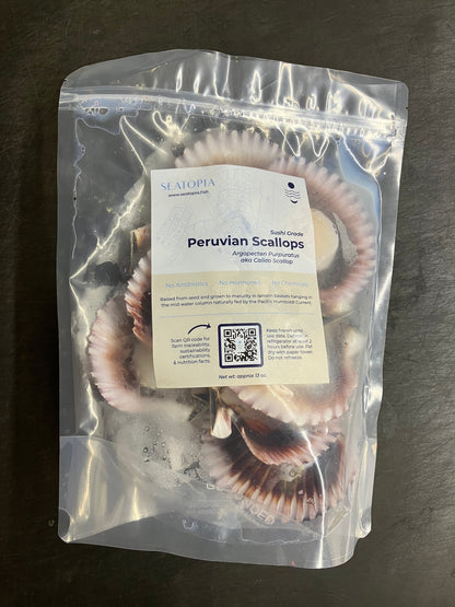Peruvian Scallops Regeneratively Farmed (72 each)