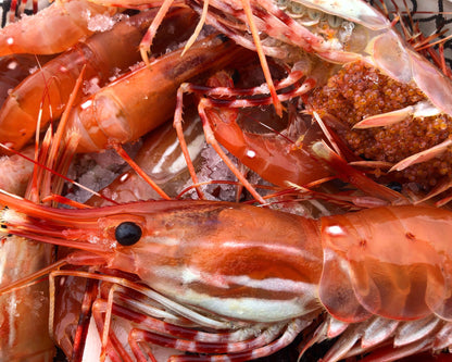 Spot Shrimp