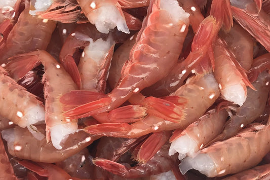 Spot Shrimp