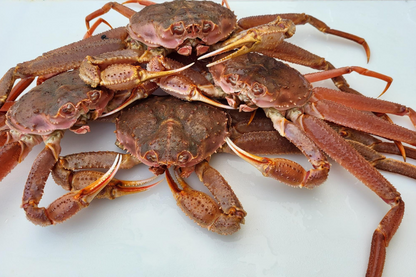 Alaskan Bairdi Snow Crab