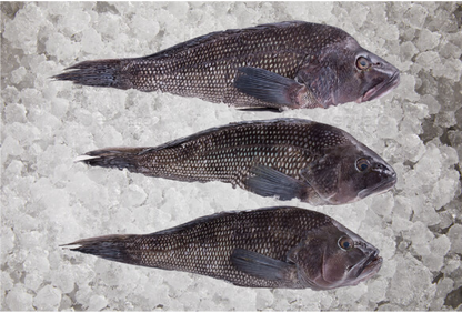 Black Sea Bass,  Whole, Wild Caught,  1 1/2-2 lb Ea.