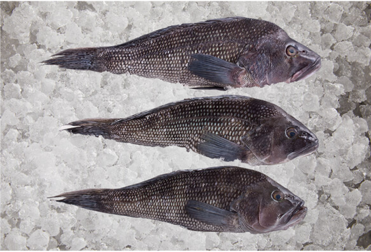 Black Sea Bass,  Whole, Wild Caught,  1 1/2-2 lb Ea.
