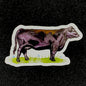 CALLISON RANCH BEEF STICKERS
