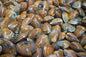 Cedar Key, Florida Little Neck Clams - 100 Count