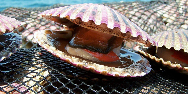 Peruvian Scallops Regeneratively Farmed (72 each)