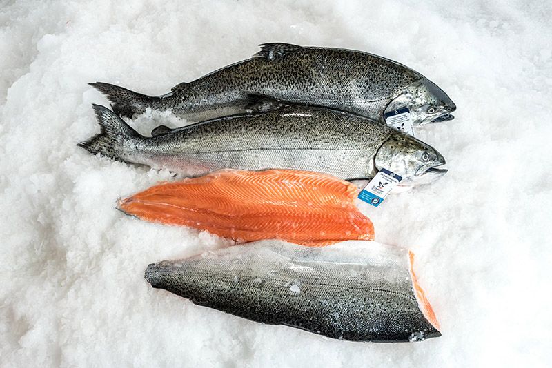 King Salmon, Whole, 7-8 LB Fish,  Sustainably Farmed, Pacific, Lions Gate Fisheries