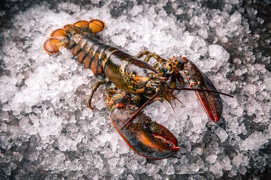 Live Maine Lobster - Approximately 2 Pounds