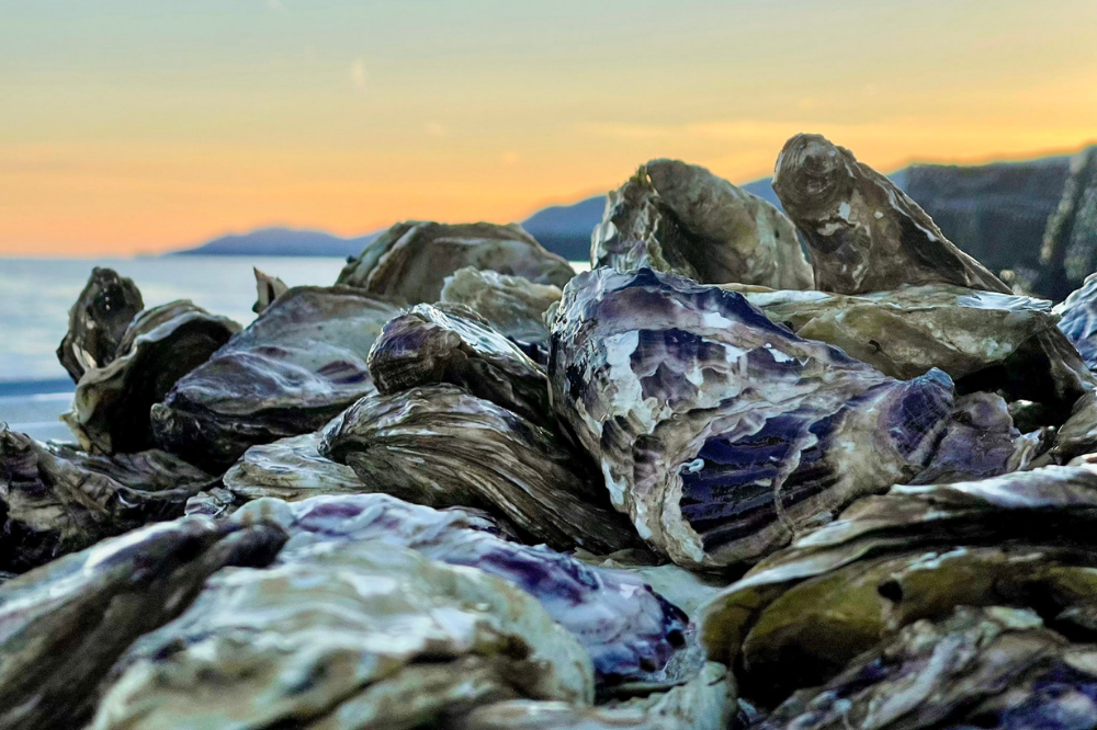 Fresh Oysters