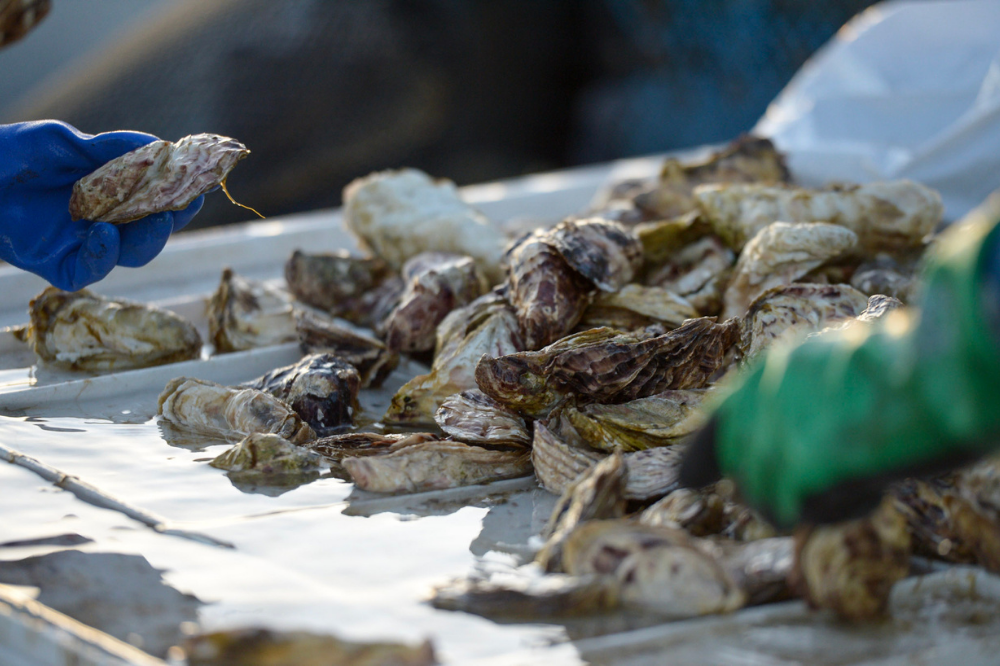 Fresh Oysters