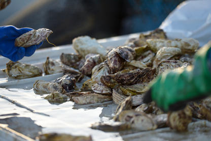 Fresh Oysters