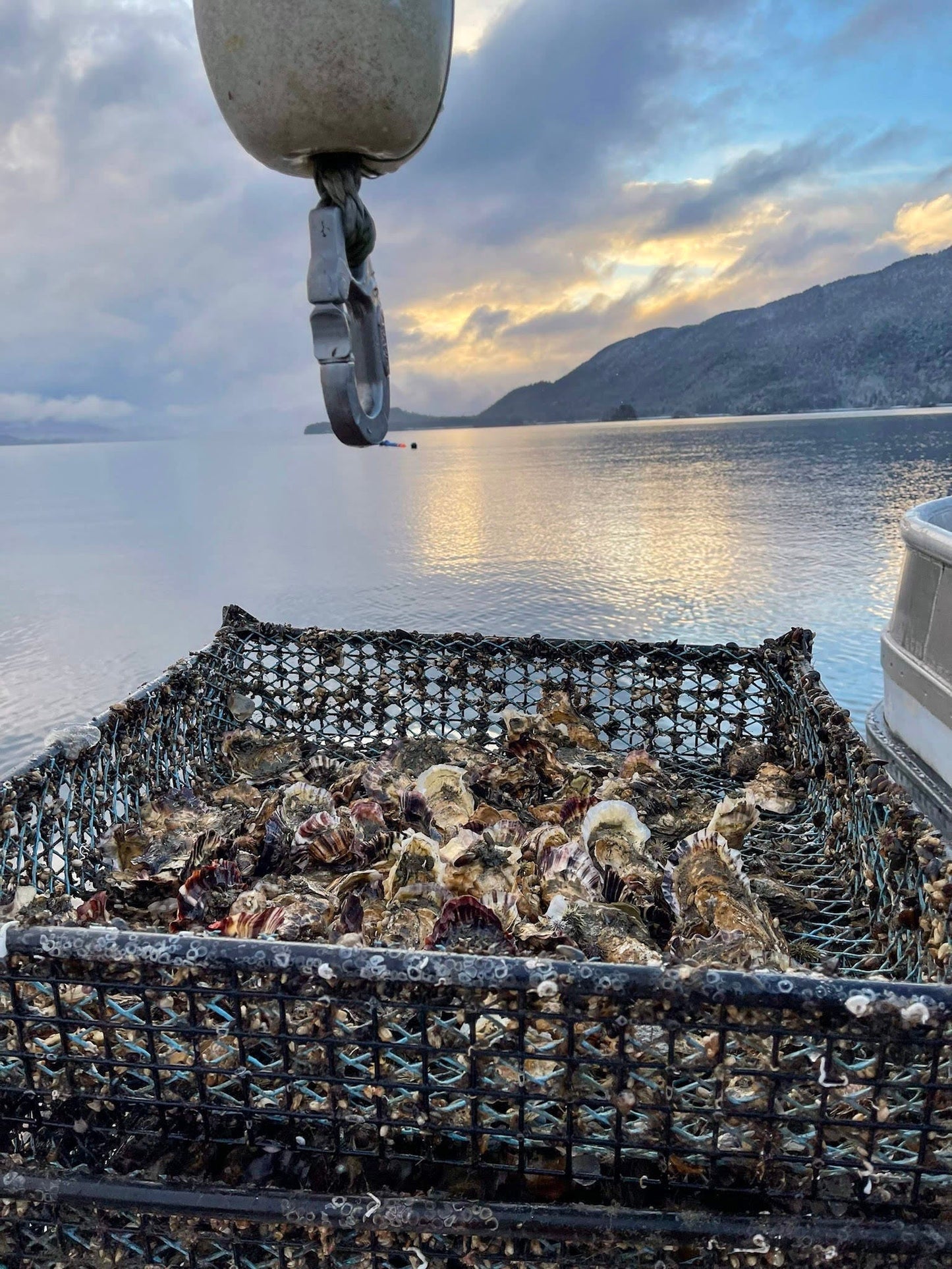 Fresh Oysters