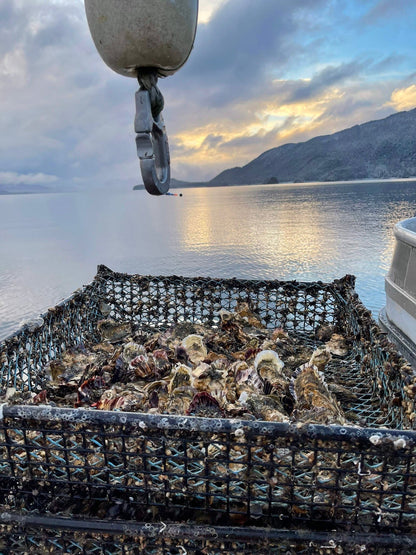 Fresh Oysters