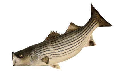 Wild Striped Bass, Whole, Wild, 10/11 LB.