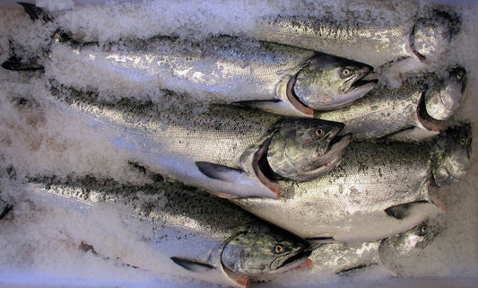 KING SALMON WHOLE, TROLL CAUGHT, WILD, 8 LB EA.